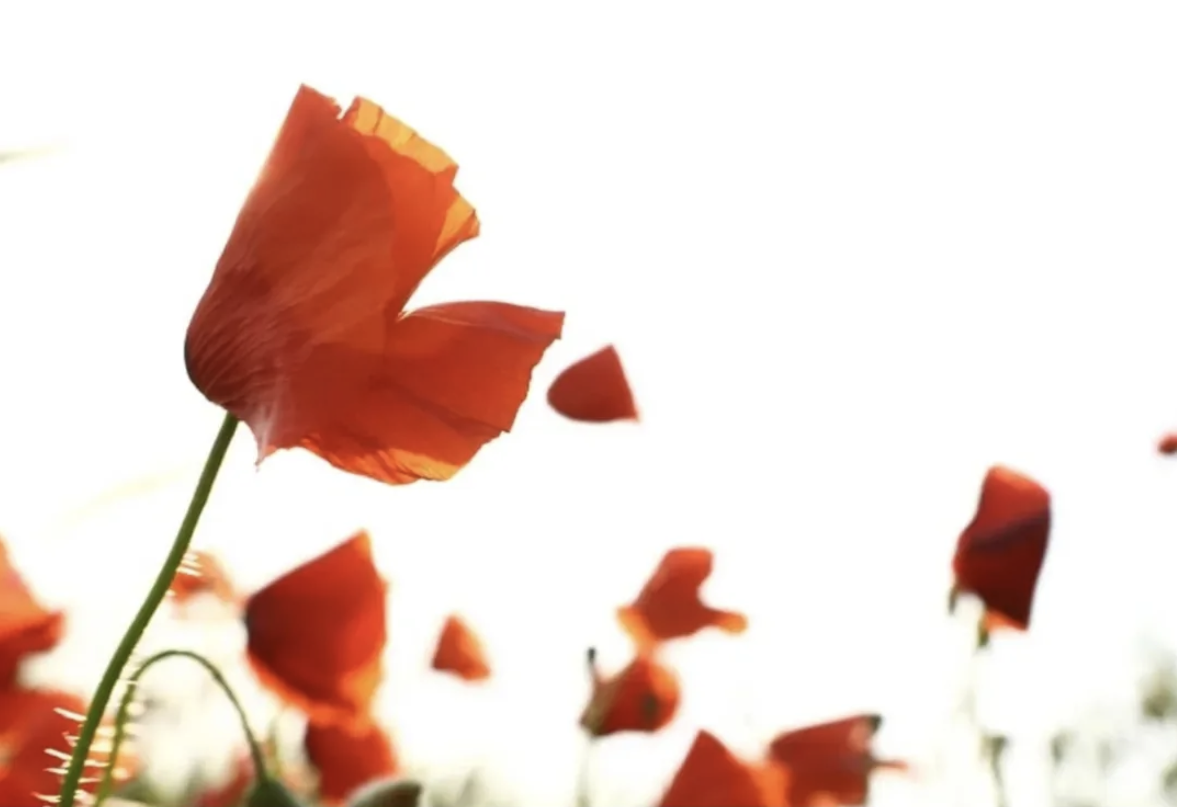 consejos para fotografiar flores